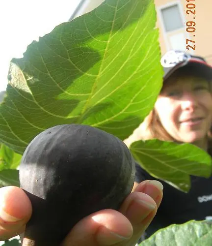 Silva Marija Apartman *